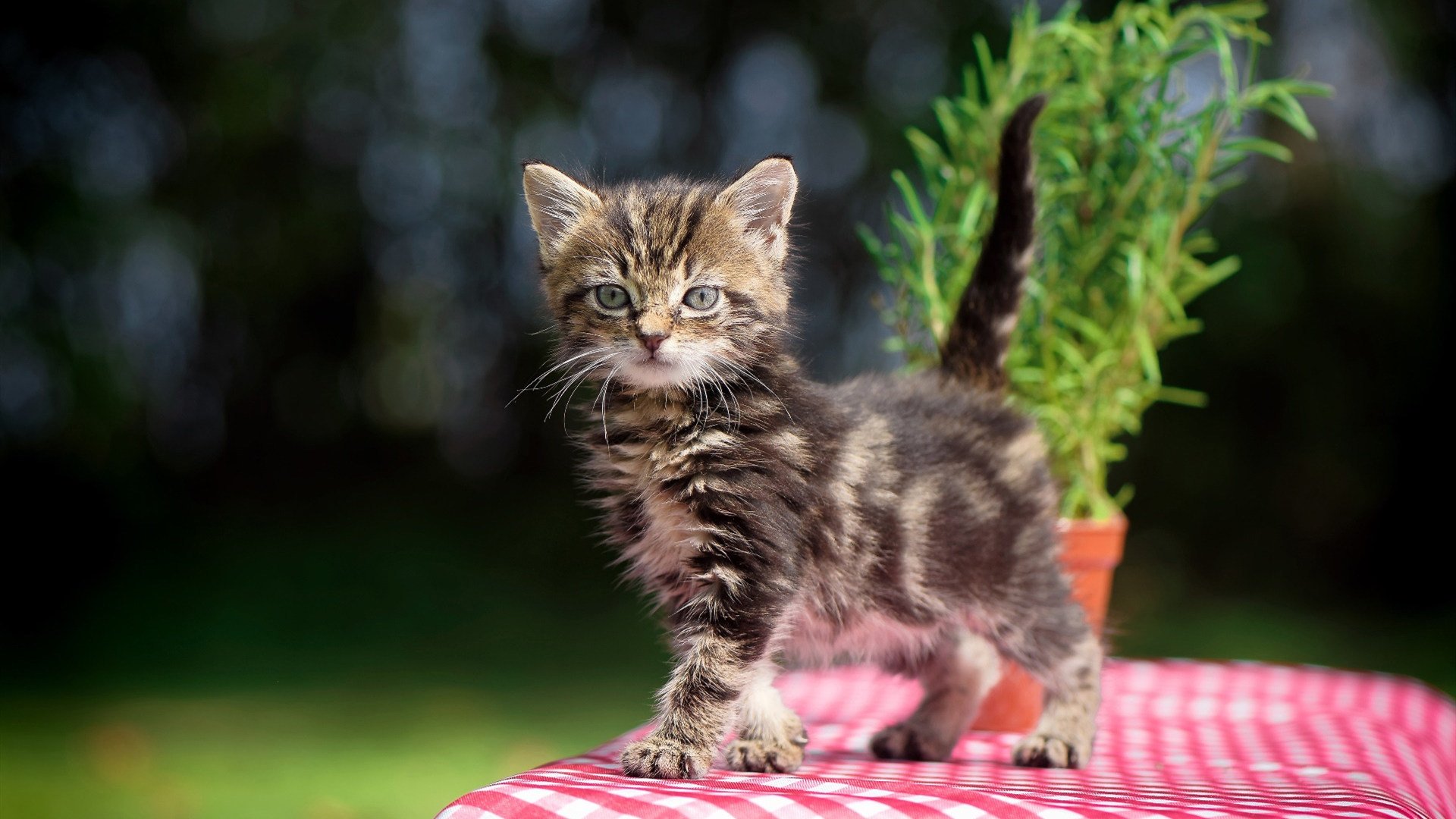 全民健身周活动与博物馆联动打造互动体验，全民健身活动报道