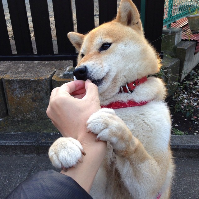 澳大利亚队团体赛制下的表现与战术选择分析,澳大利亚小组赛