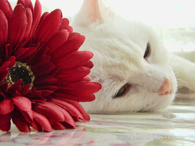 爱游戏体育平台-世界杯期间的运动员营养管理，世界杯球员要求