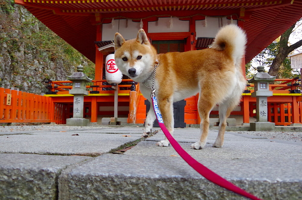 世界杯期间的运动员营养管理，世界杯球员要求