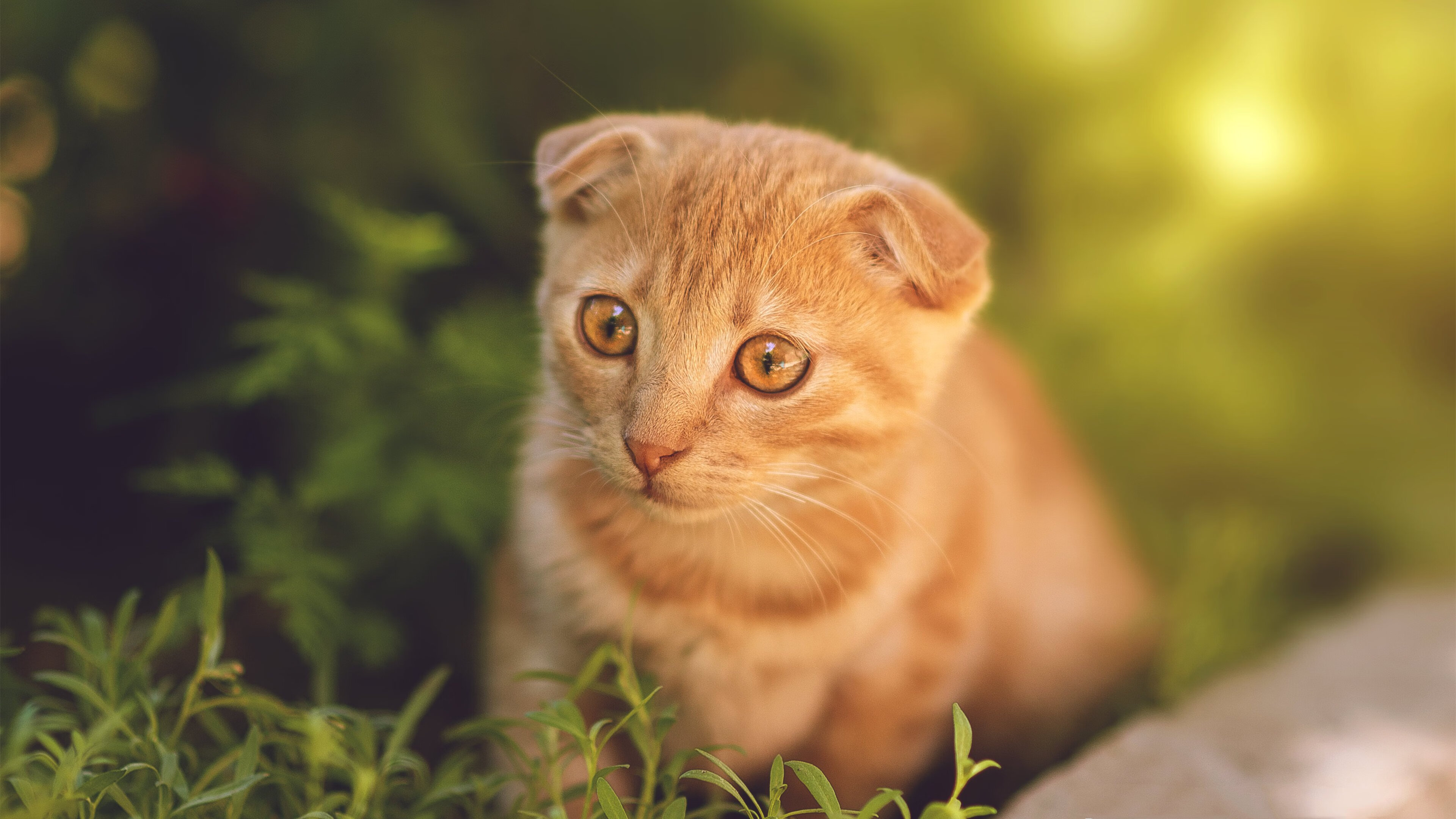 世界杯期间的运动员营养管理，世界杯球员要求